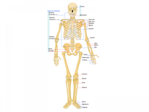Pacchetto osteo-articolare